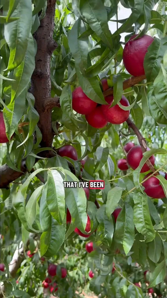 Close-up of ripe nectarines hanging on a tree branch among green leaves.