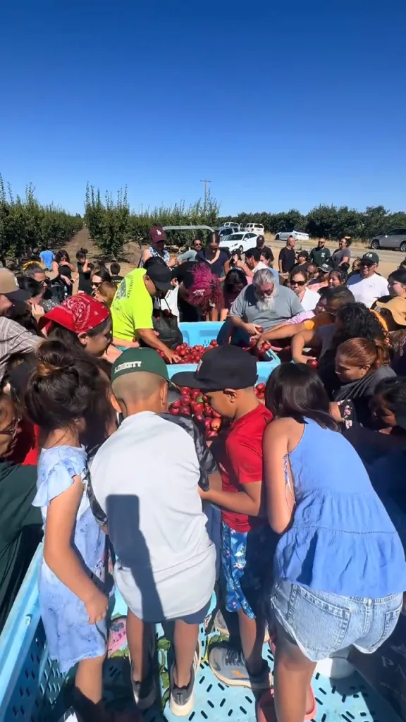A large group of people picking nectarines from a bin in a field.