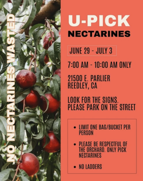 Flyer advertising a U-Pick Nectarines event in Reedley, CA, featuring ripe nectarines on a branch.