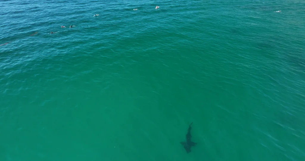 Drone video shows a 10-foot great white shark swimming near children in the ocean.