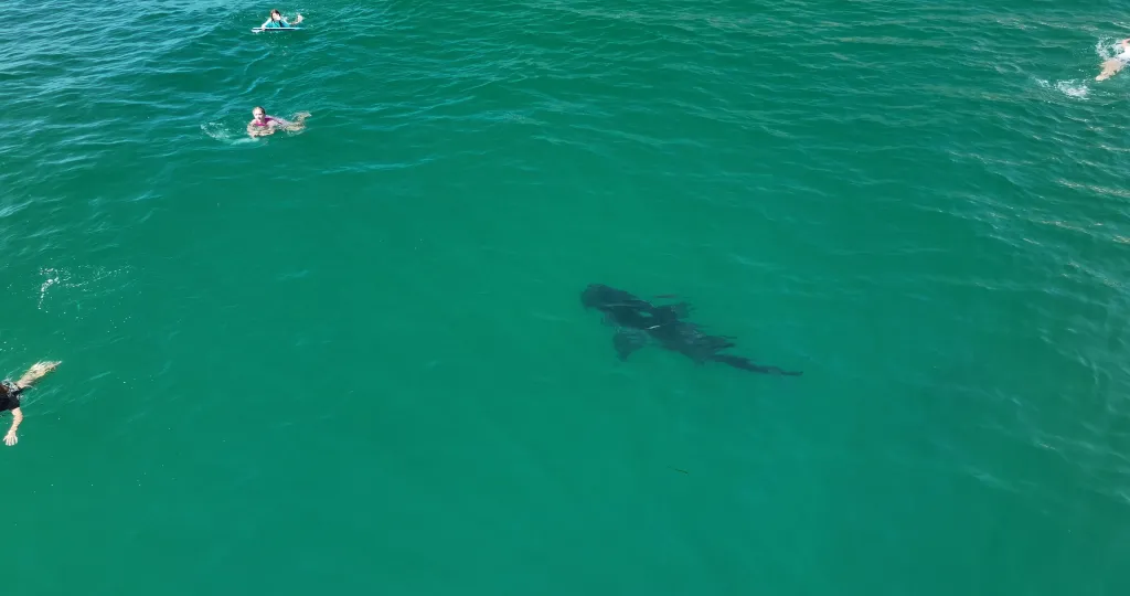 Drone image showing a 10-foot great white shark swimming near several children in the ocean.