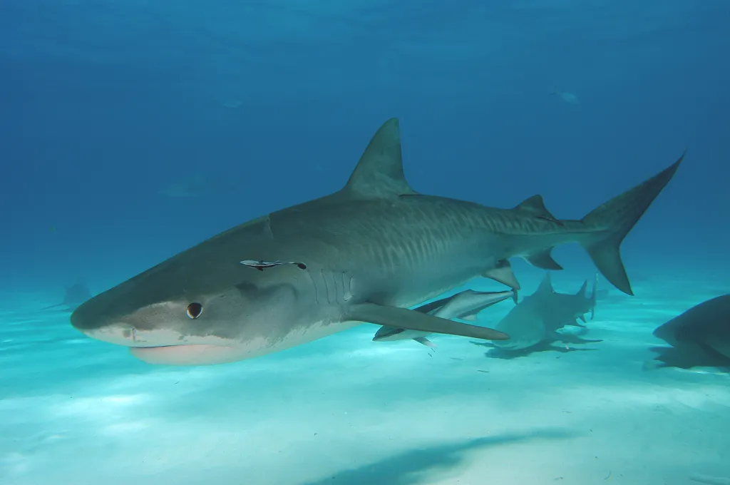 Tiger shark swimming in the clear blue waters of the Bahamas.