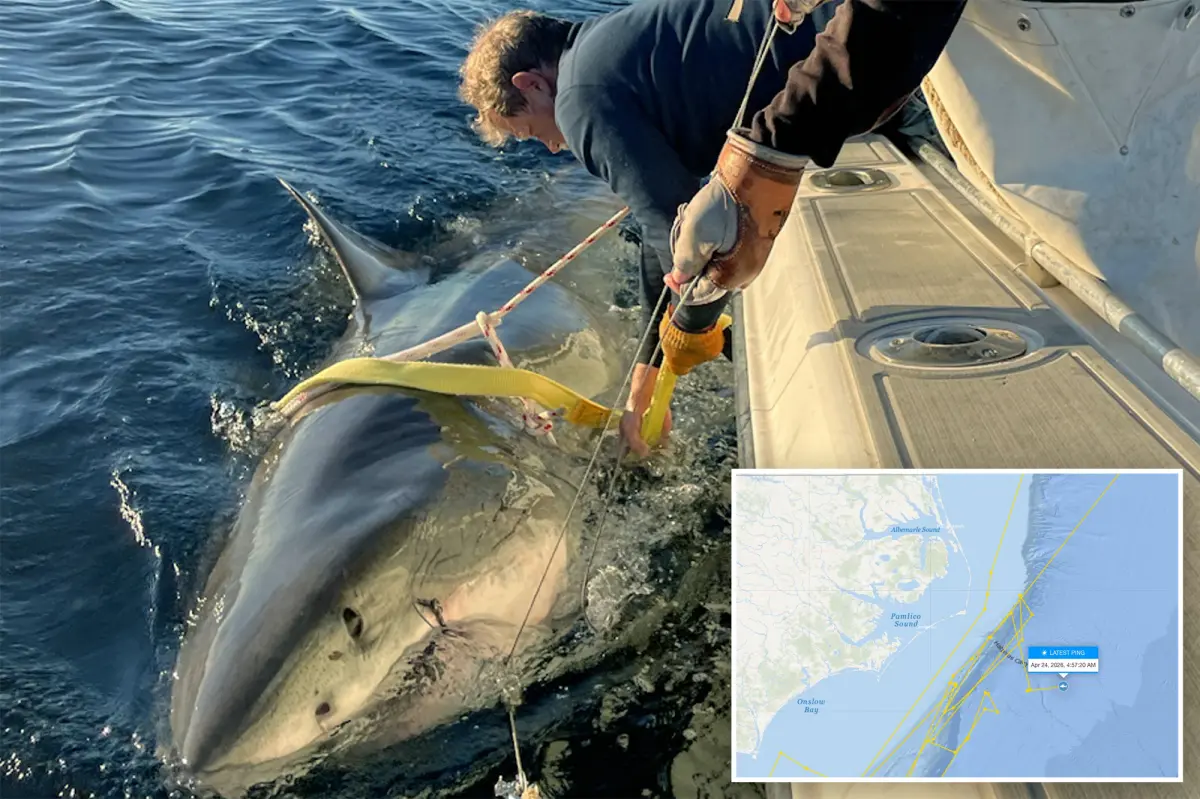 Contender’s latest ping reveals location of largest male great white is a mystery