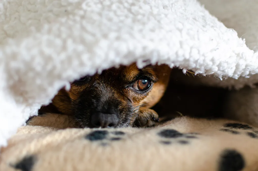A brown chihuahua peeking out from under a white blanket.