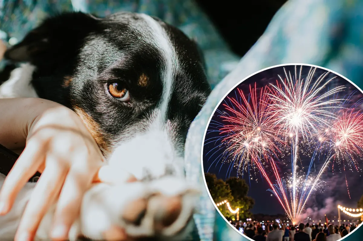 Pet owners canceling plans to stay home with their pups on July 4th as runaway cases surge