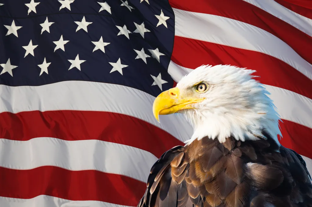 Bald eagle with a yellow beak and white head superimposed over an American flag with red and white stripes and a blue field with white stars.