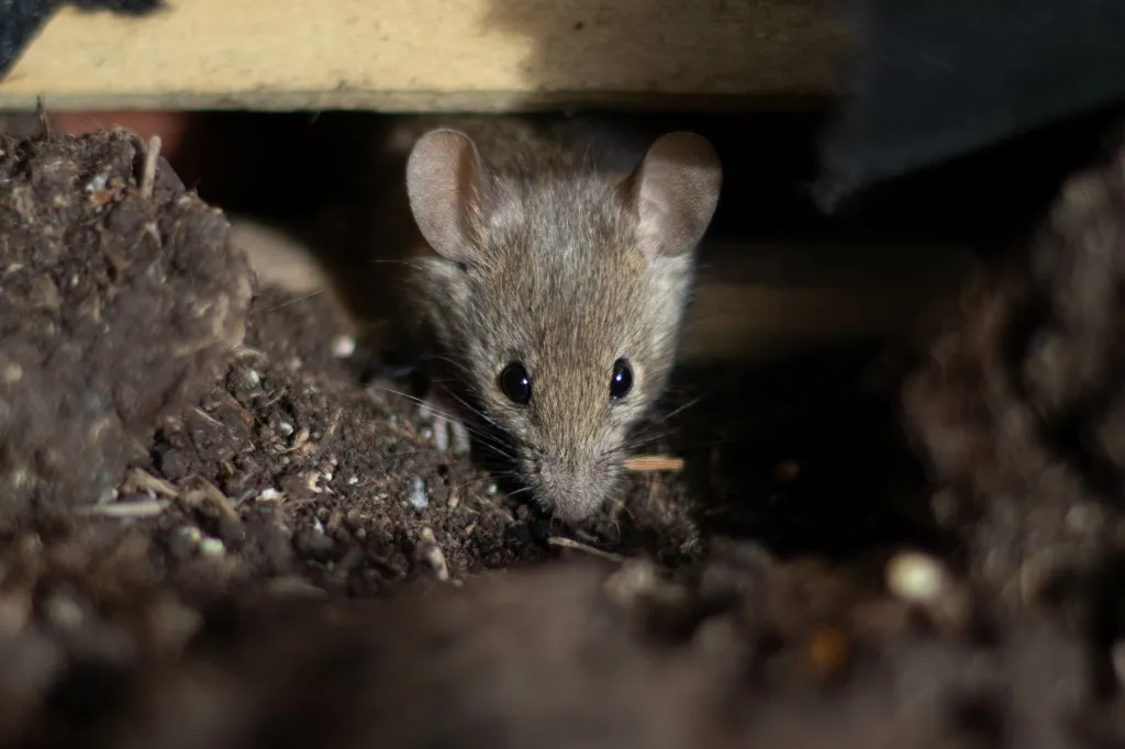 A wild brown mouse with large ears and whiskers searching for food in a planter.