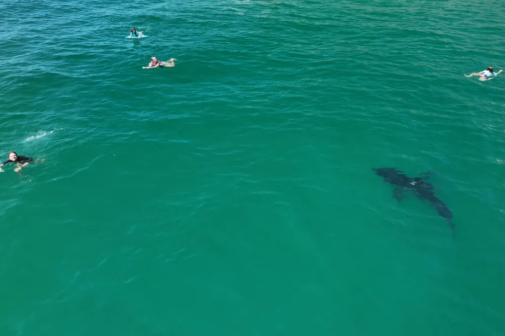 A large shark swims beneath several people in green ocean water.