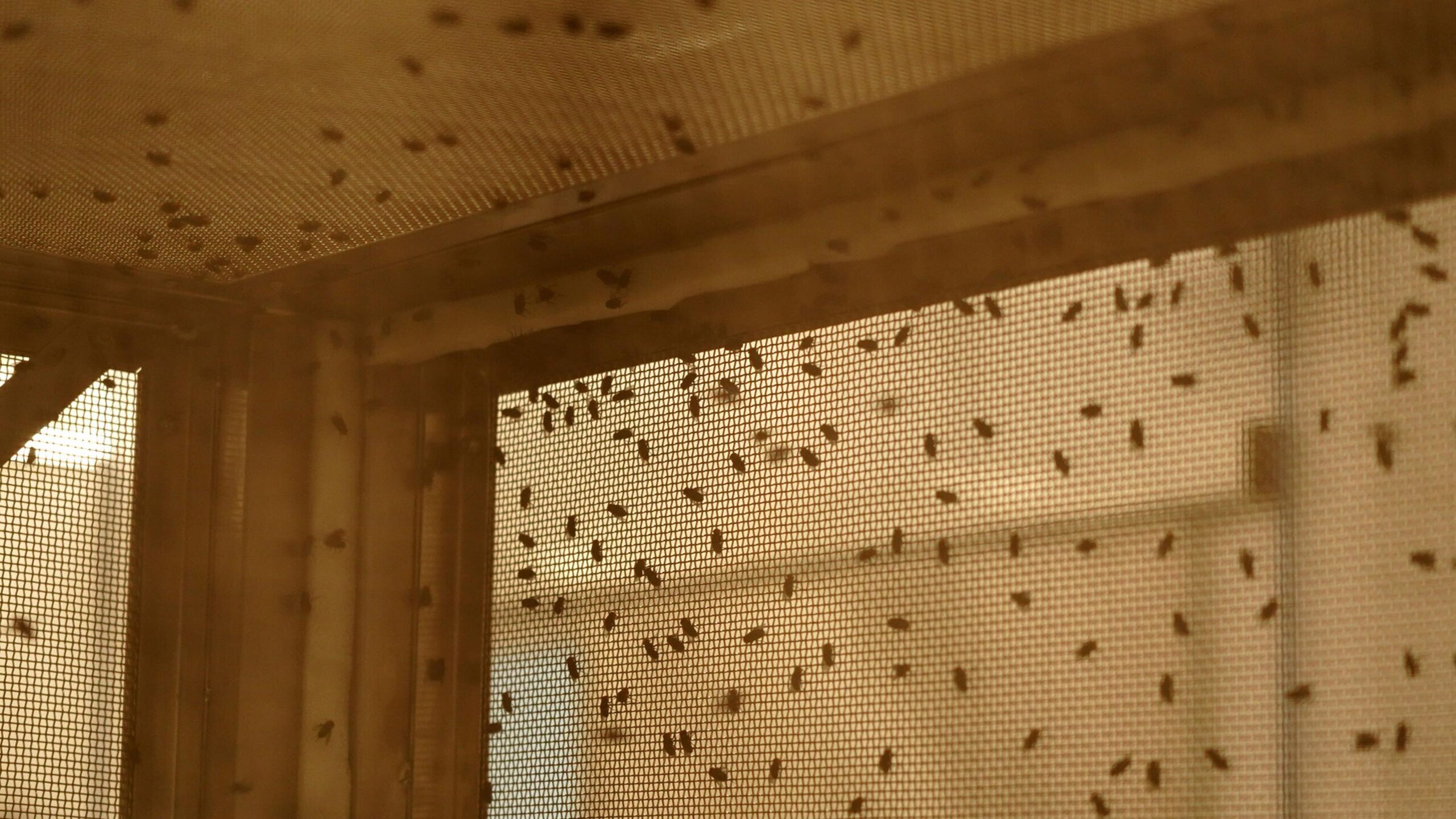What to Know About Screwworm in the U.S.