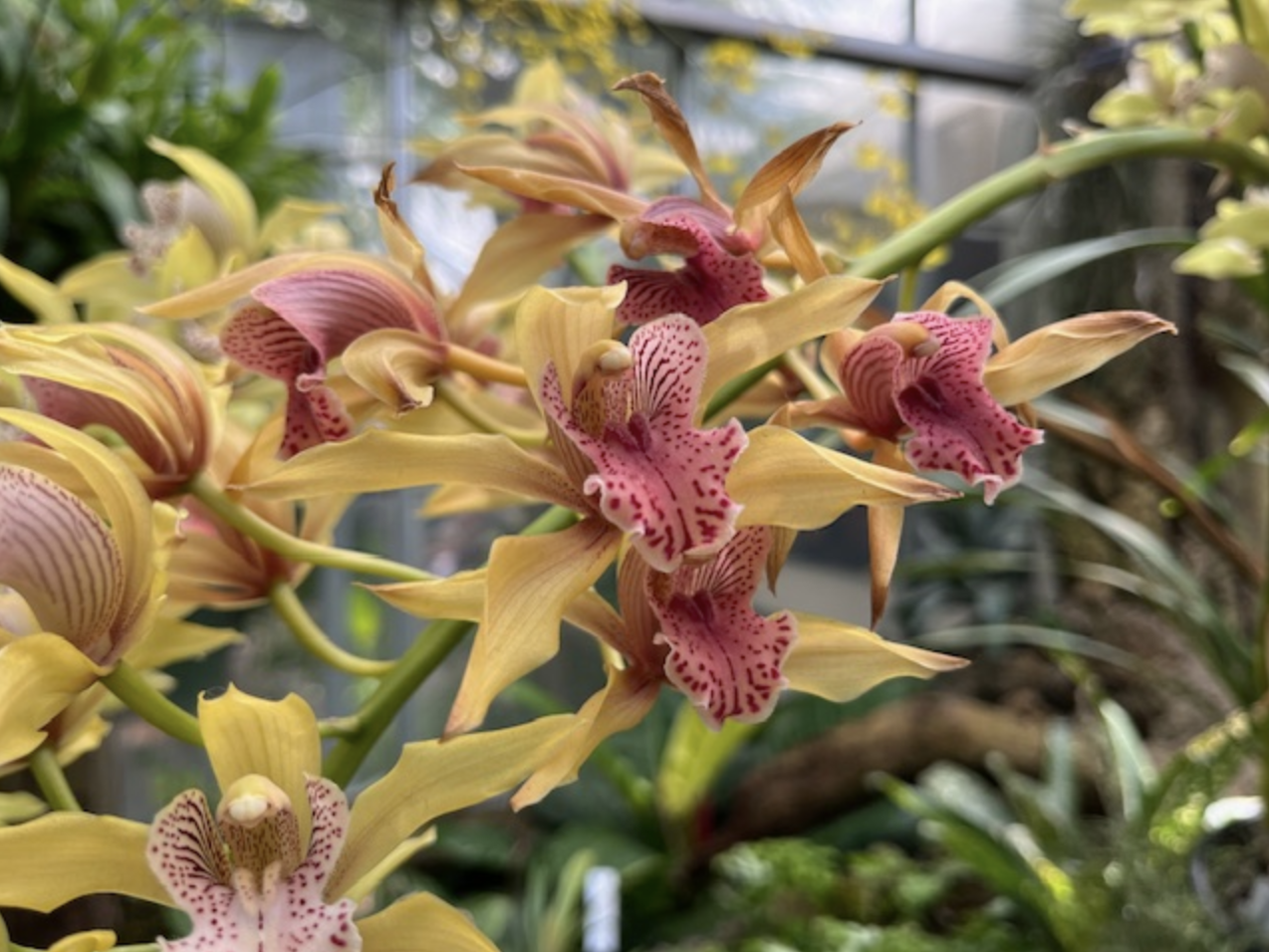 Orchids