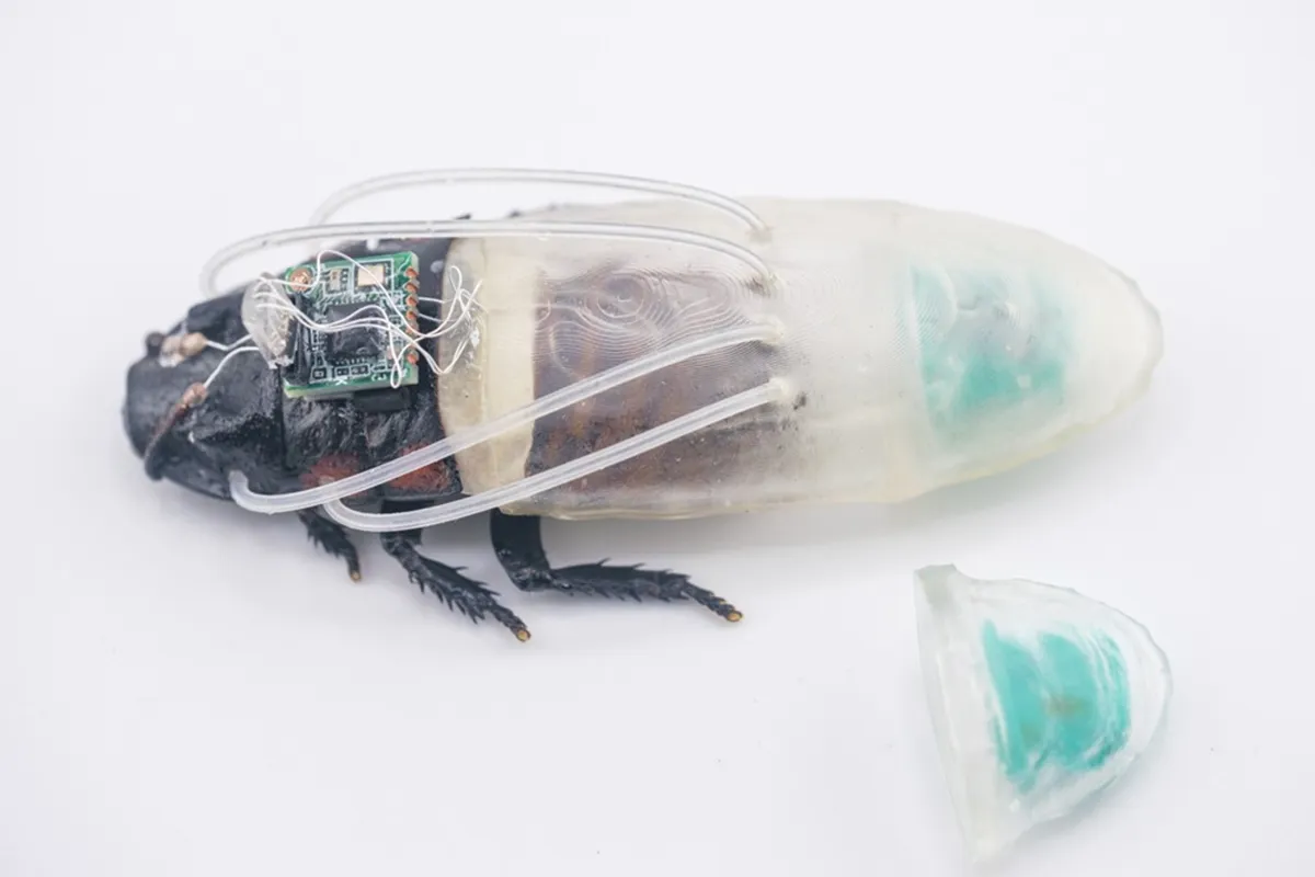 Swarm of Cyborg Remote Controlled Cockroaches Gains New Power
