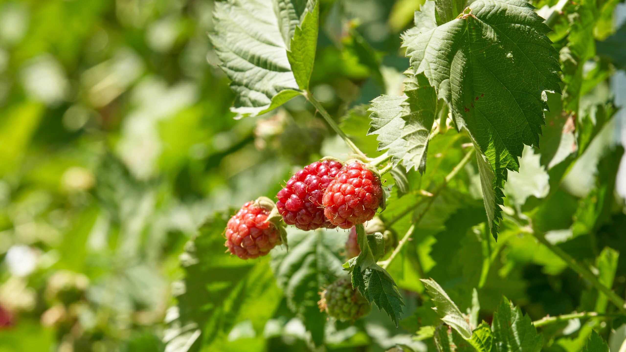 What to Know About the Diarrhea Outbreak Tied to Fresh Produce