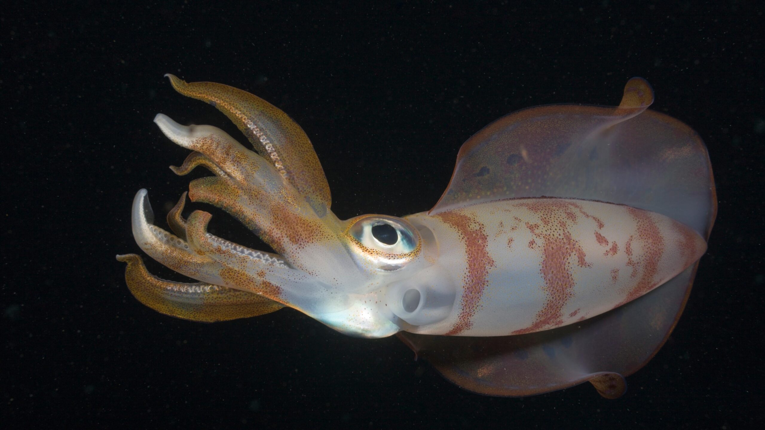 Squid Are Among the Most Intelligent Ocean Creatures. Climate Change Might Shrink Their Brains