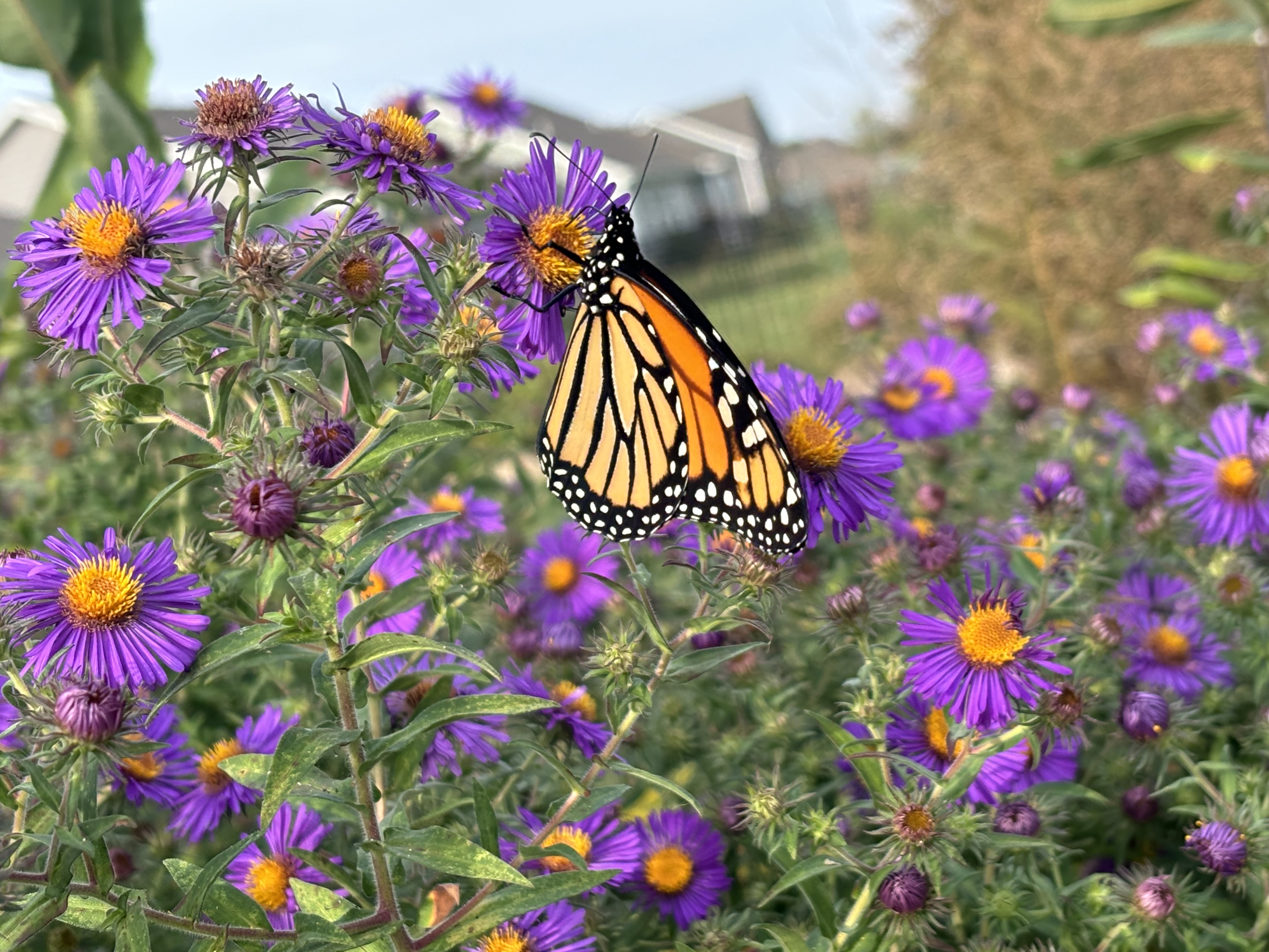 A monarch on a purple flower
