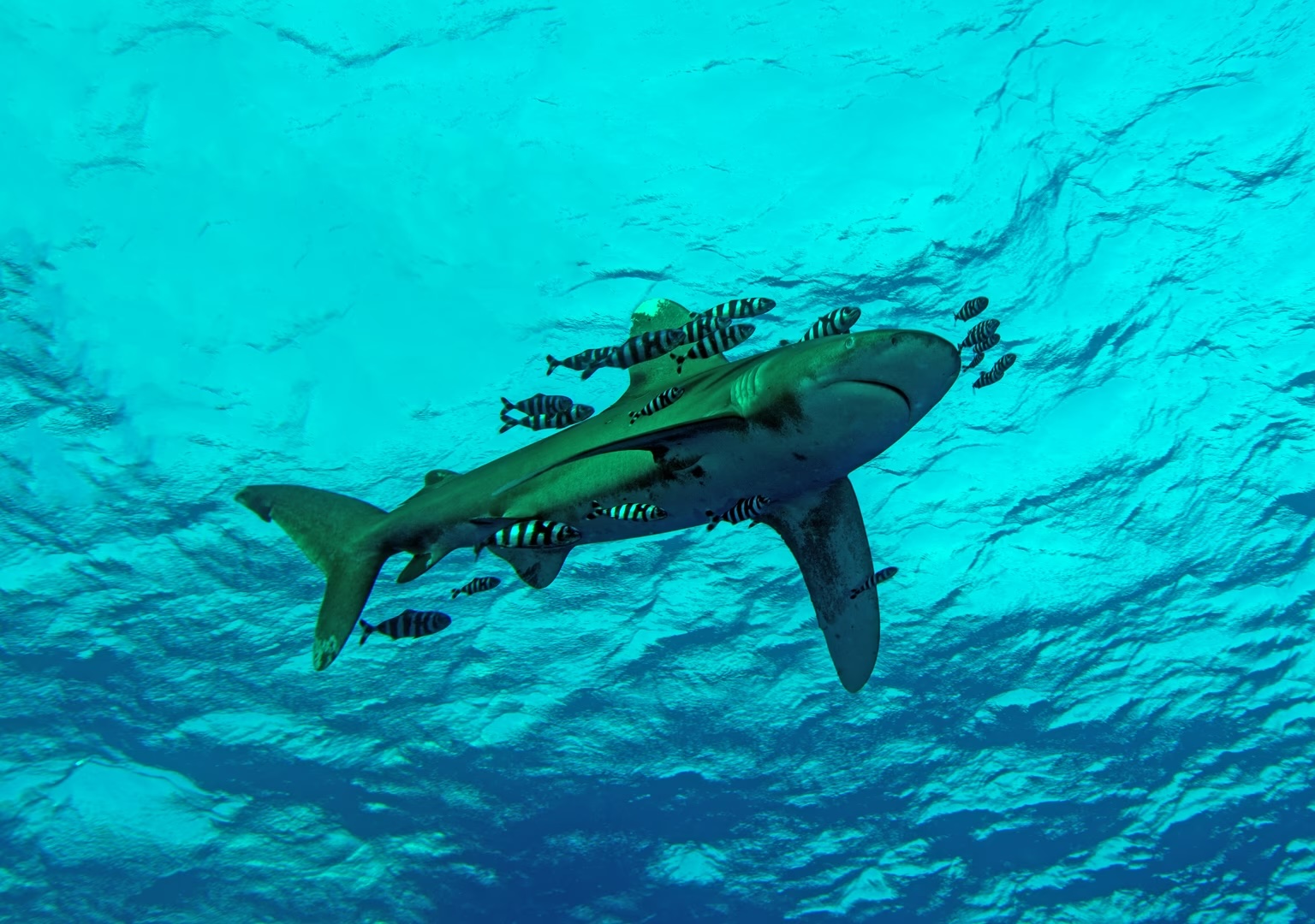 A shark, surrounded by pilot fish, swims along Saint John’s Reef in the Red Sea, along southern Egypt.