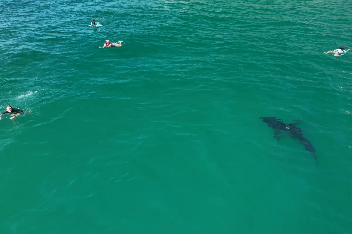 10-foot great white shark stalks children in SoCal