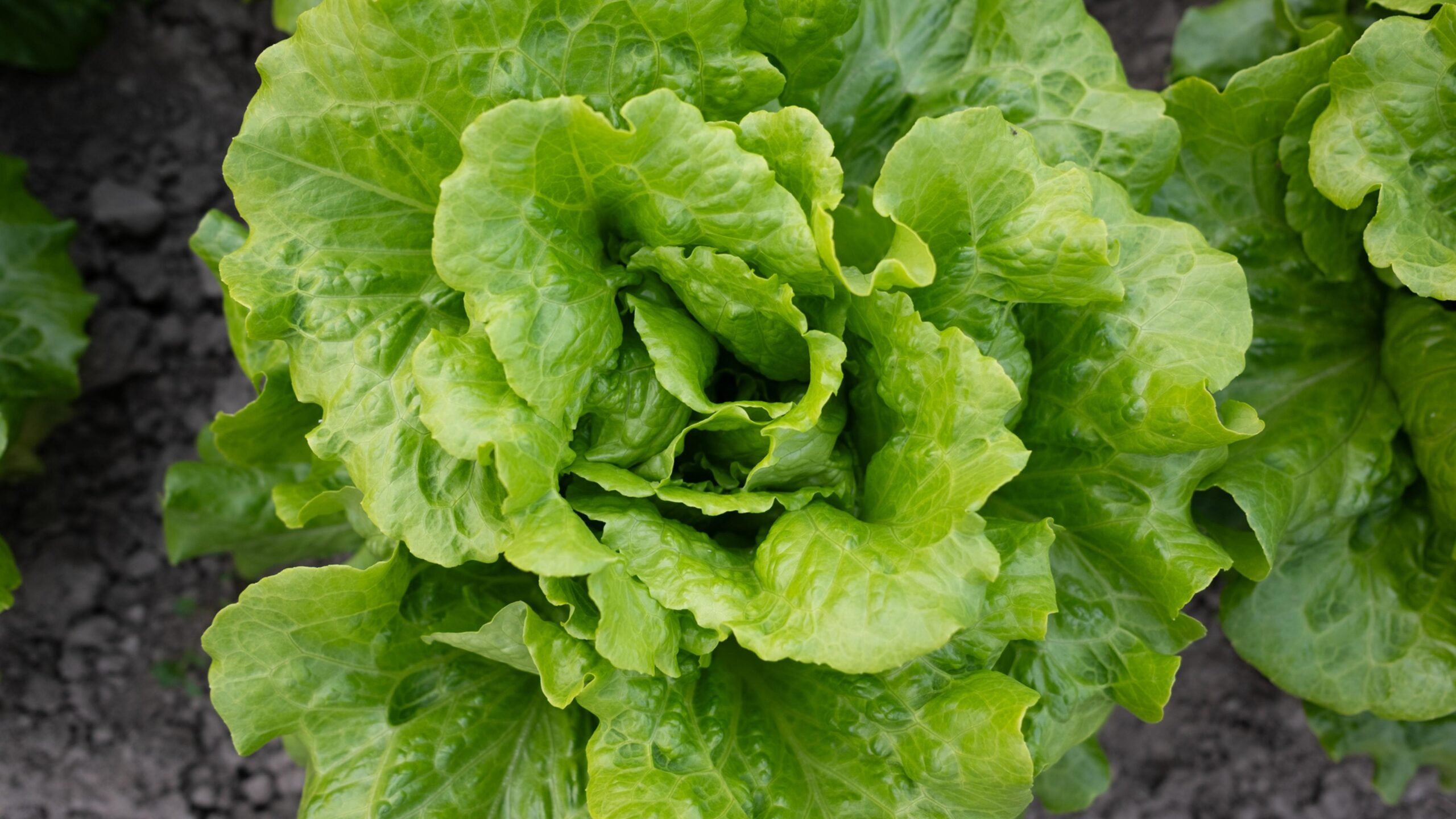 What Food Safety Experts Are Eating During the Cyclospora Outbreak