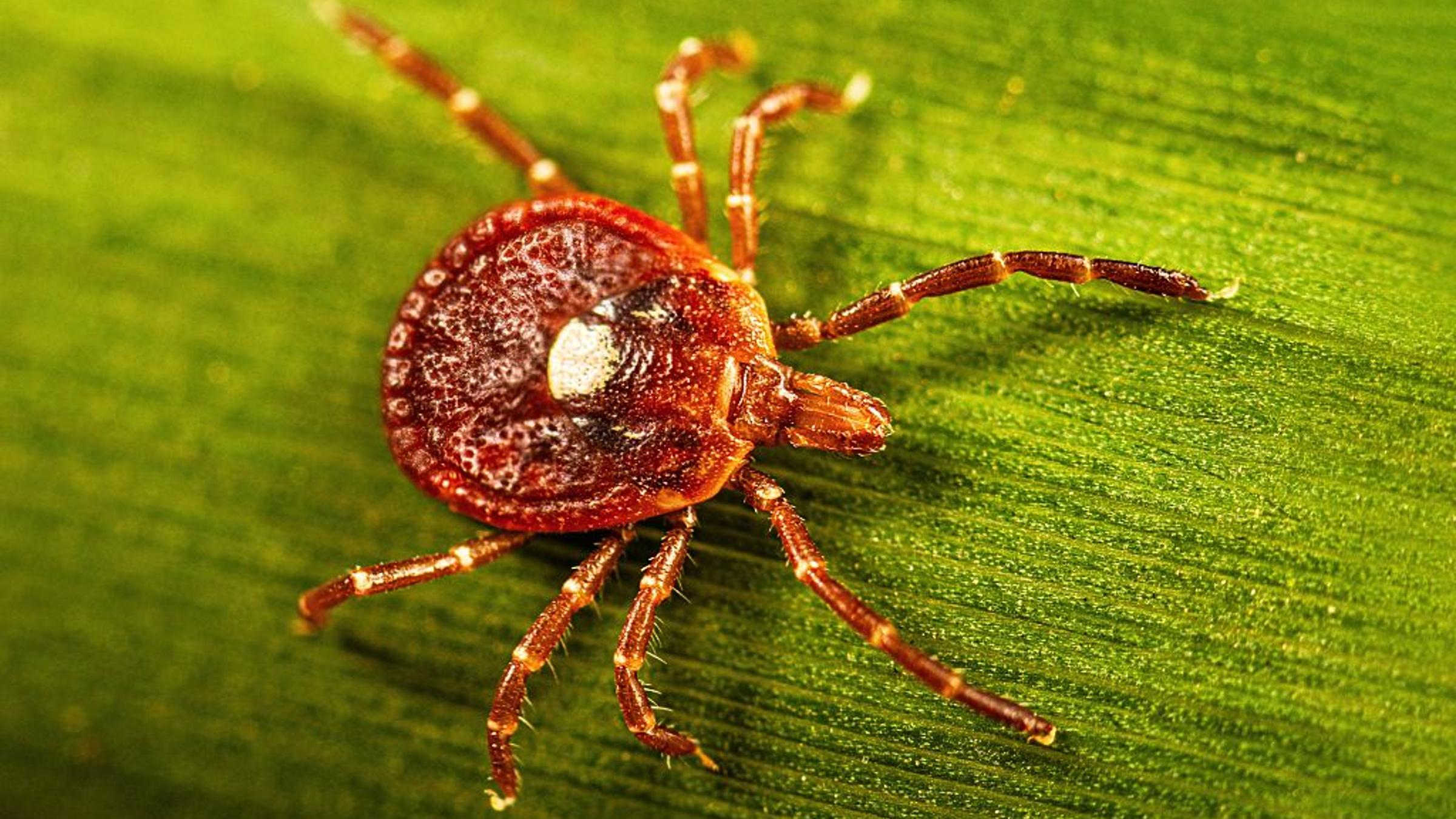 Tick Bites Are Causing Red-Meat Allergies. What to Know About Alpha-Gal Syndrome