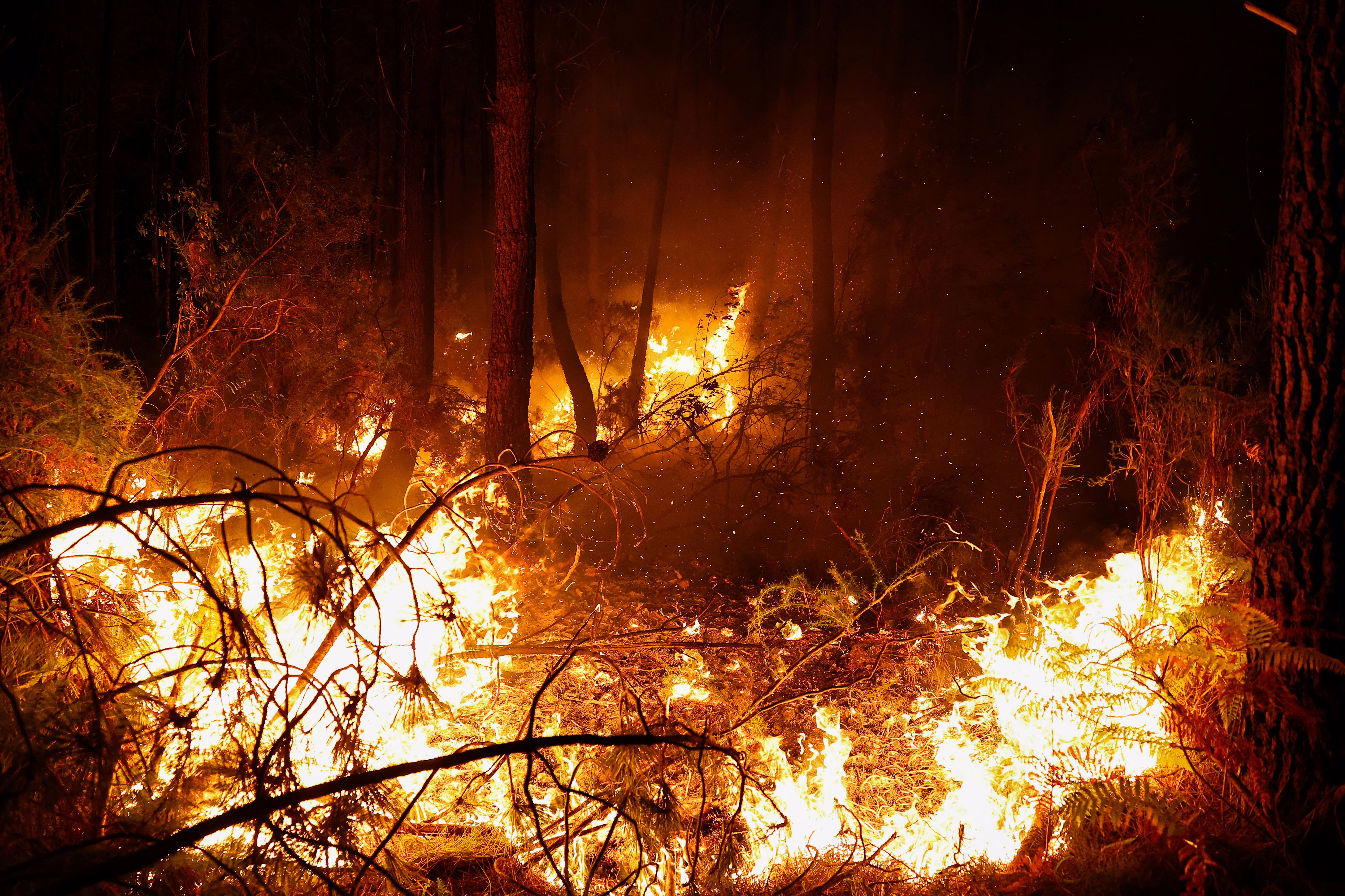 Flames burn across a forest floor, seen at night.