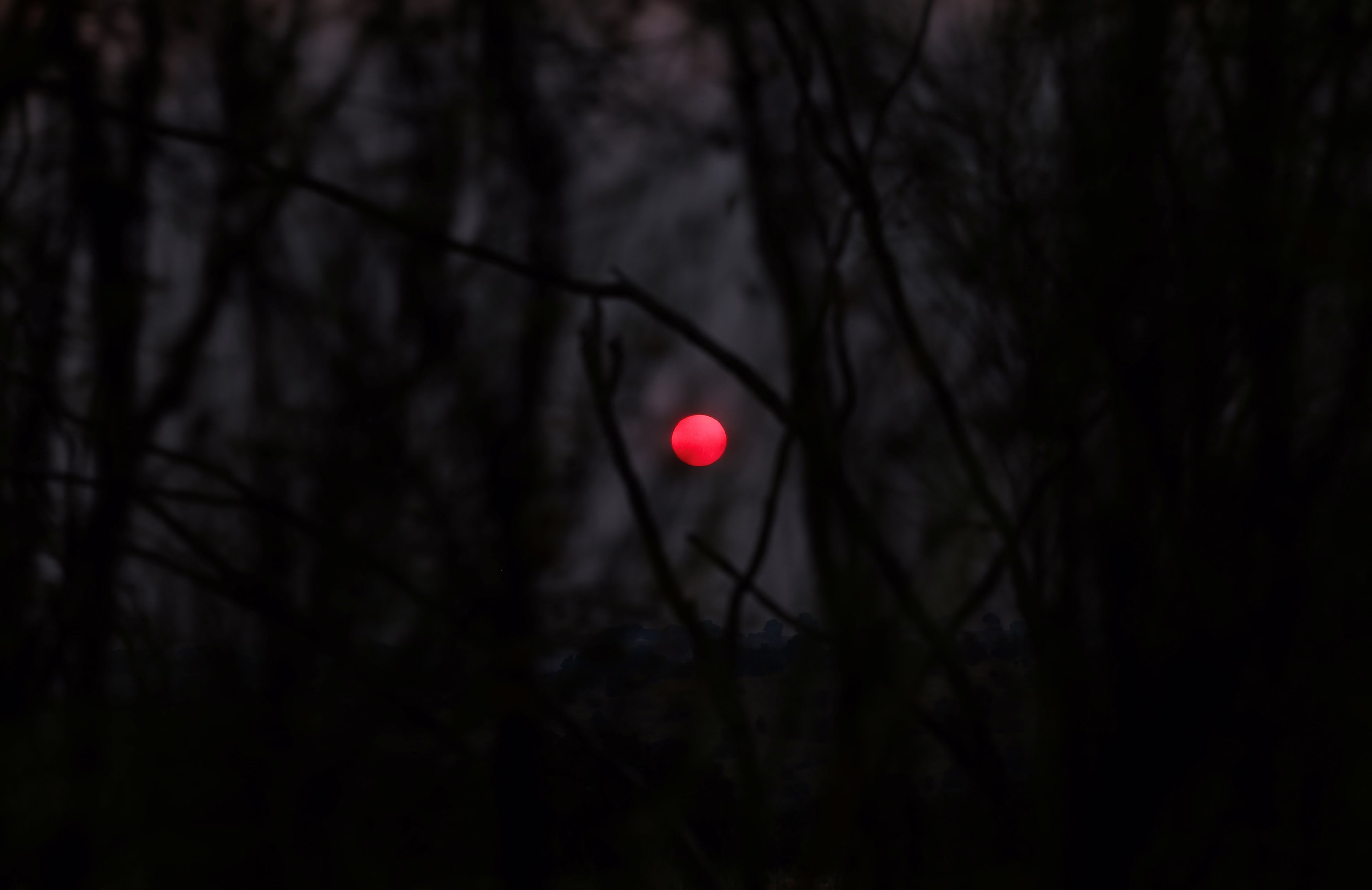 A red-colored sun rises behind the smoke of a wildfire, seen through tree branches.