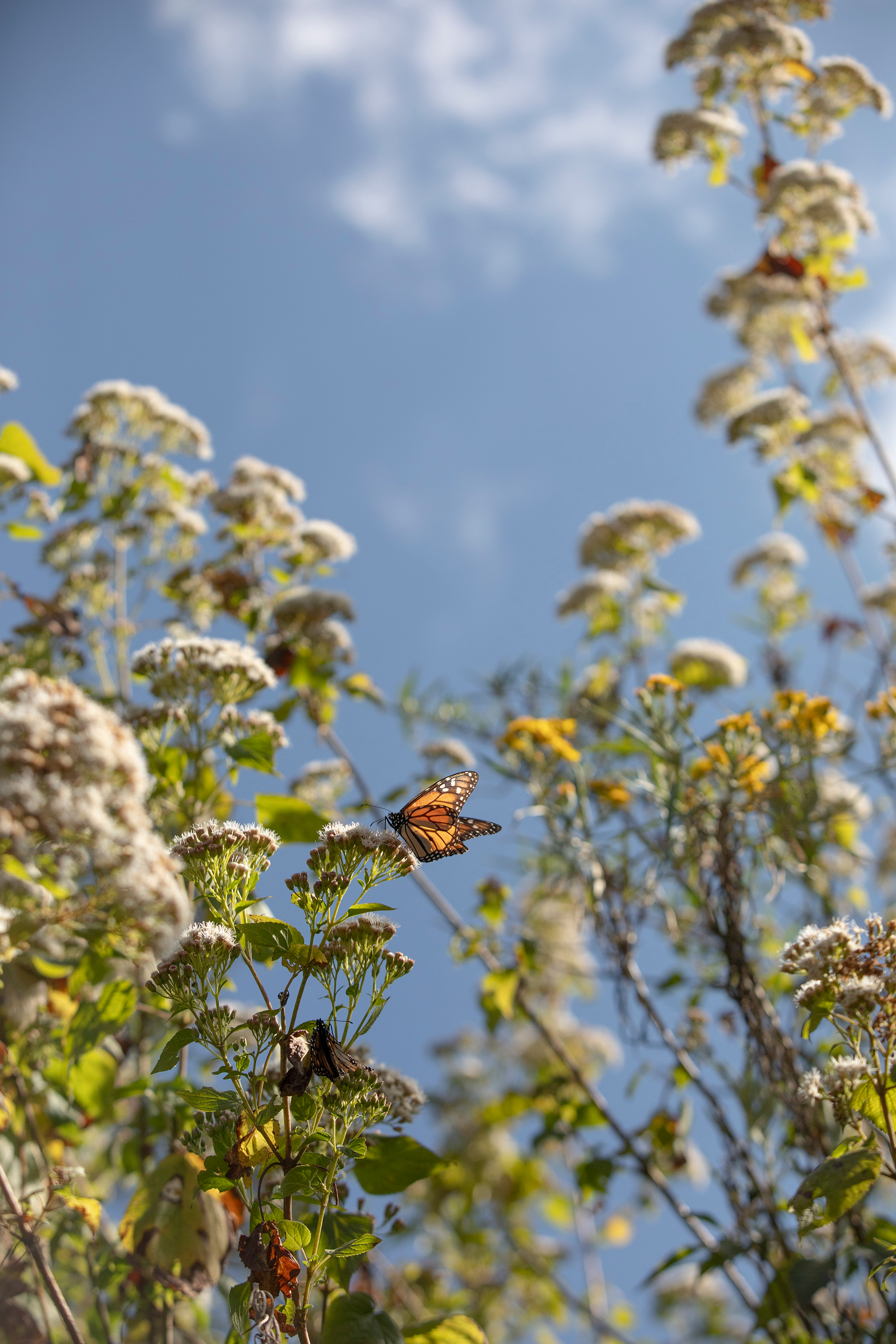 a monarch butterfly perched on a green plant, set against a blue sky