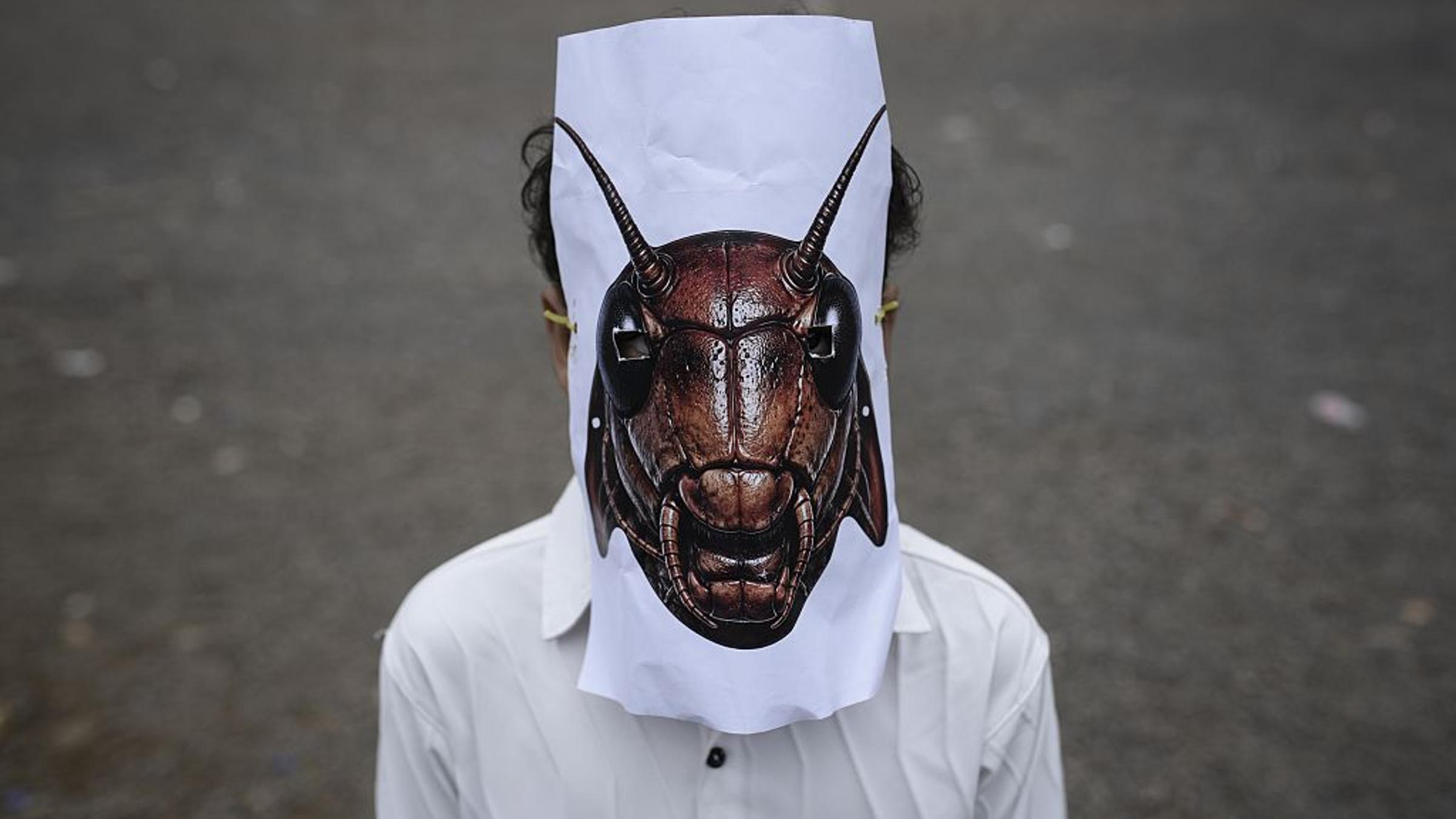 Where Does India’s Cockroach Movement Go From Here?