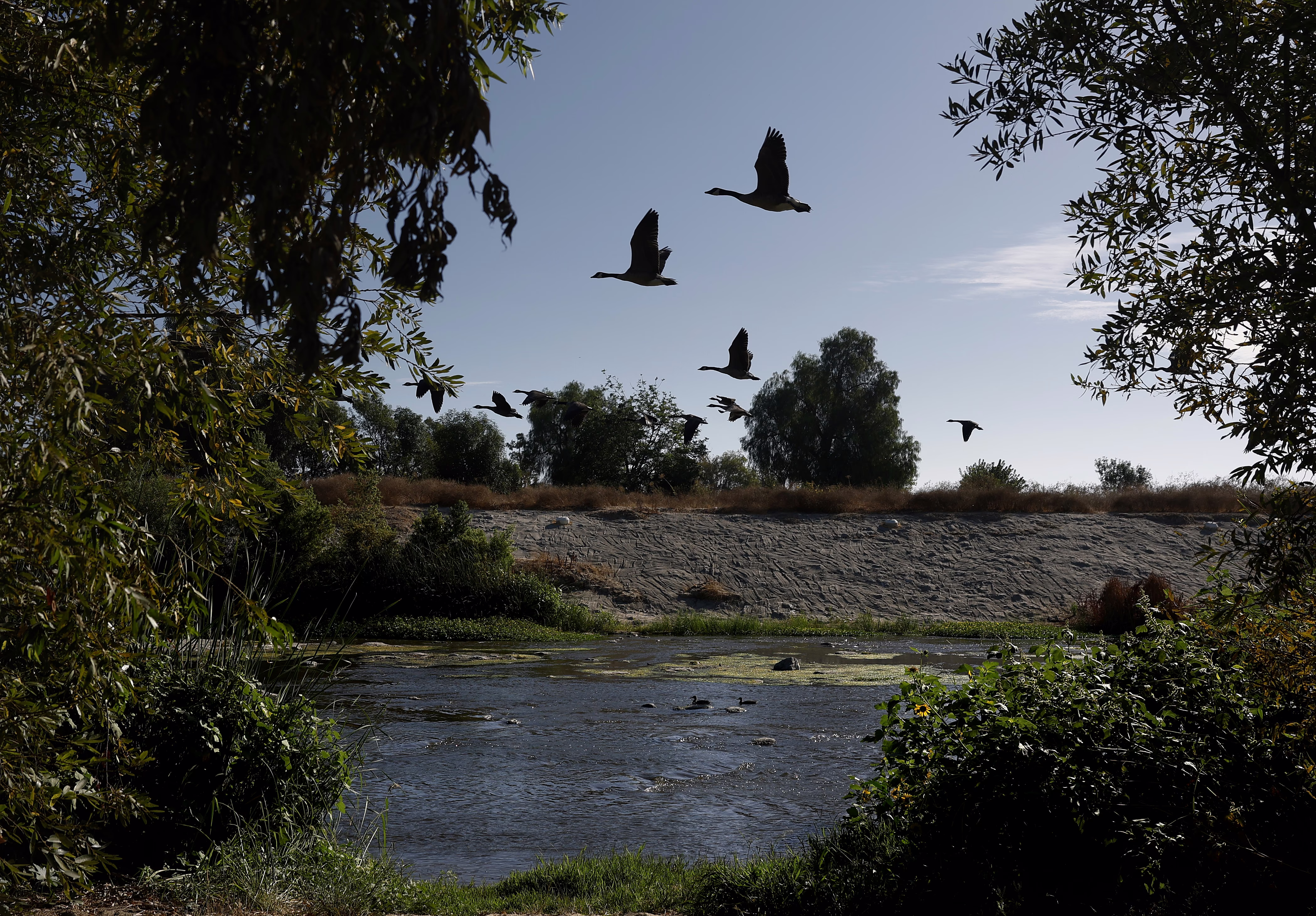 A small flock of Canada geese fly over a river.