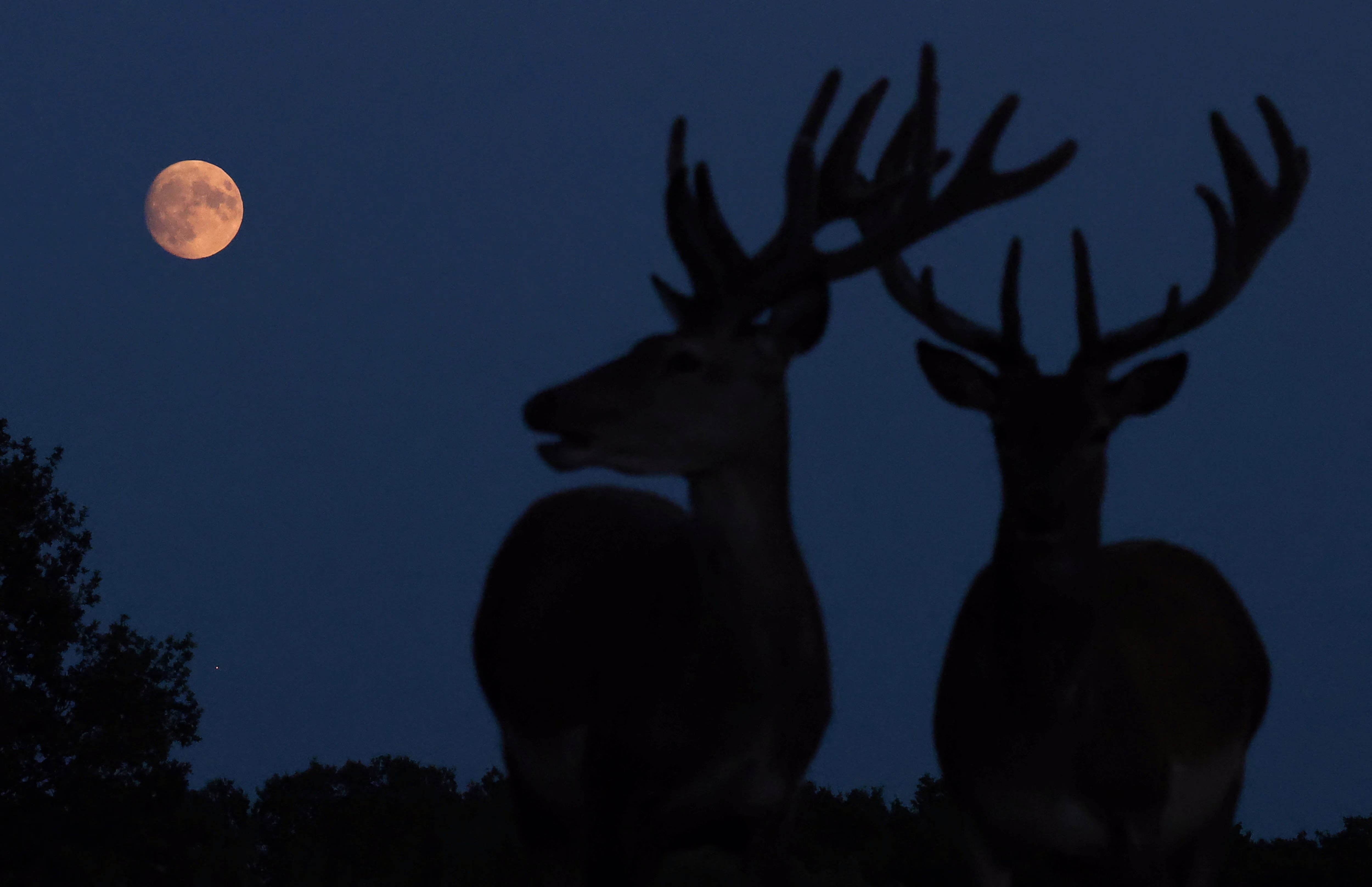 Two young deer stags are silhouetted against the darkening sky beneath a mostly-full moon.