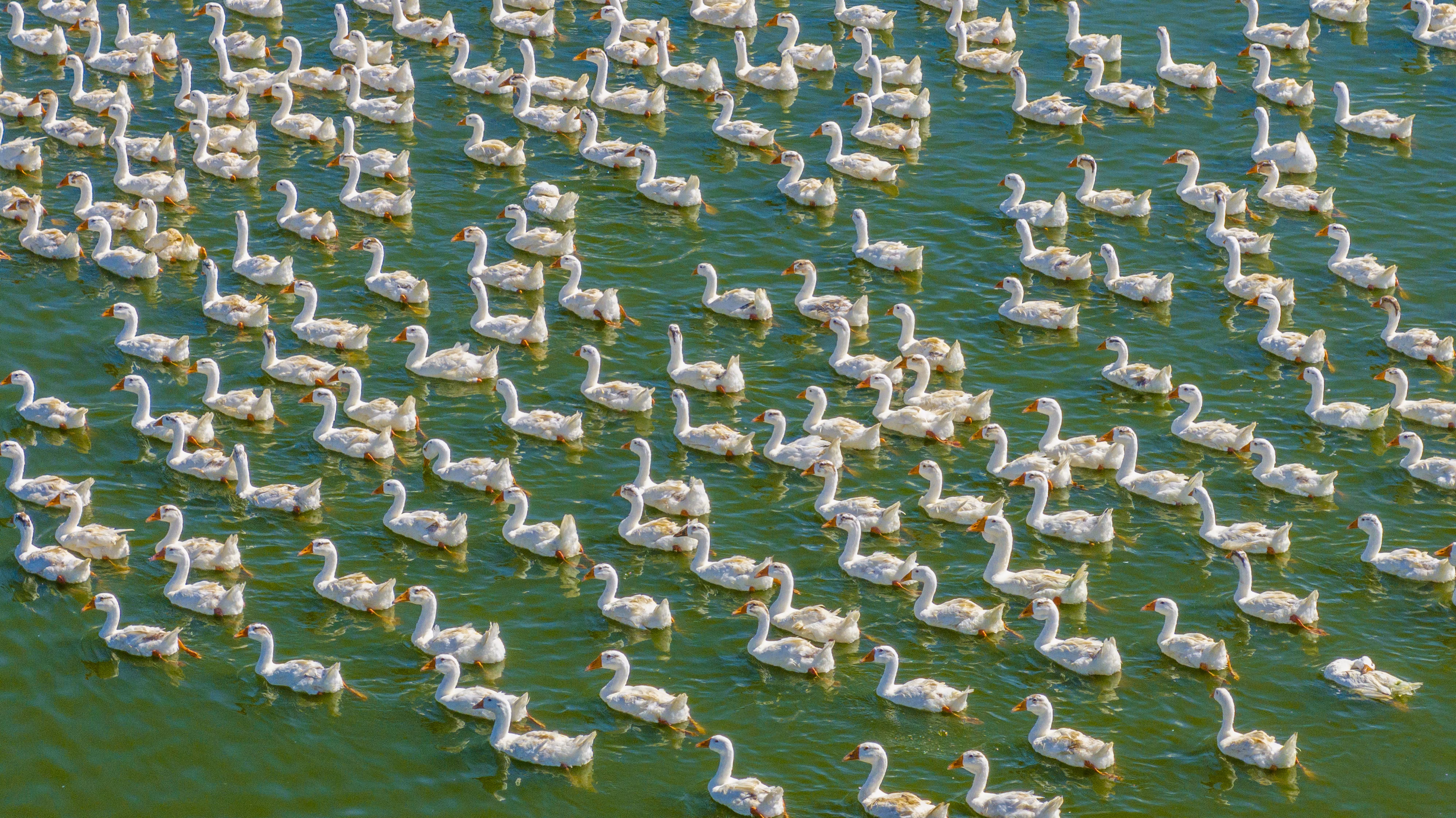 Dozens of geese swim in a lake, all facing the same direction.