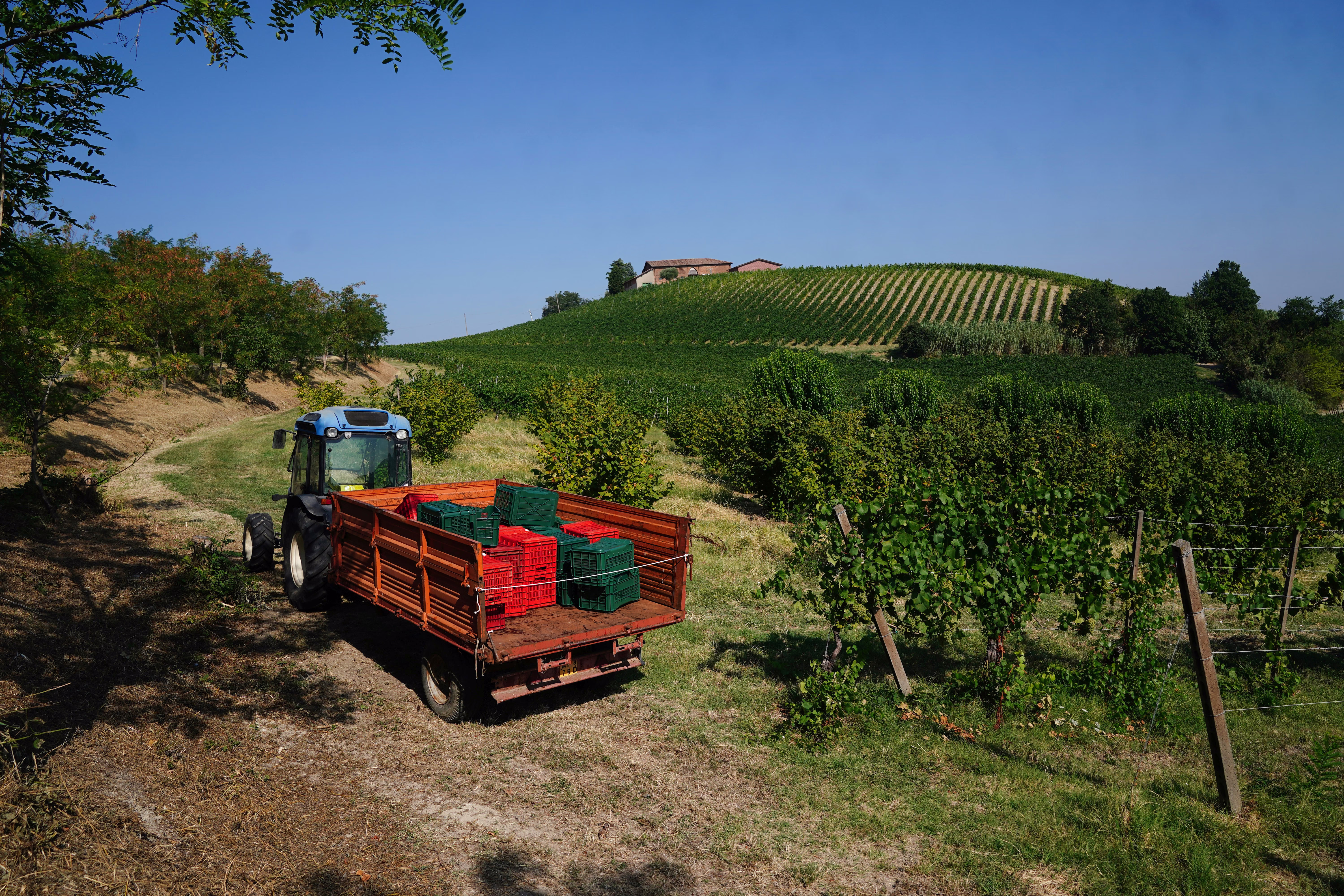 A small tractor pulls a trailer past a vineyard.