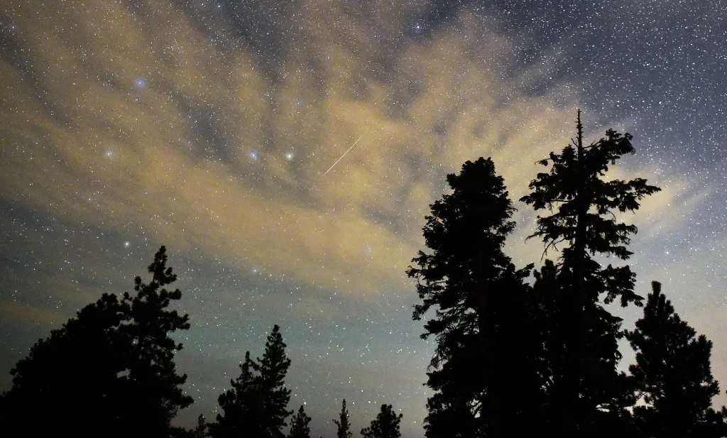 A Perseid meteor streaks across the sky above desert pine trees in the Spring Mountains National Recreation Area, Nevada.