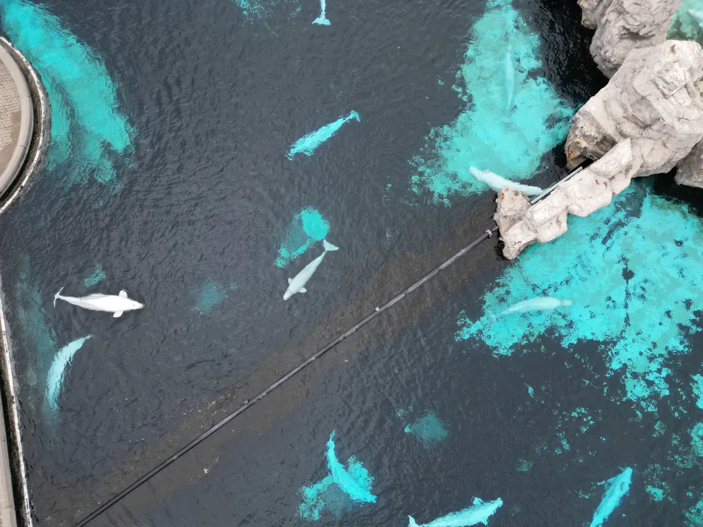 Aerial view of belugas in a turquoise and dark pool with concrete rock structures.