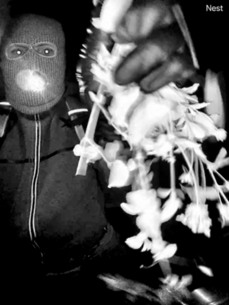 Surveillance image of a person in a balaclava holding a bunch of white flowers.