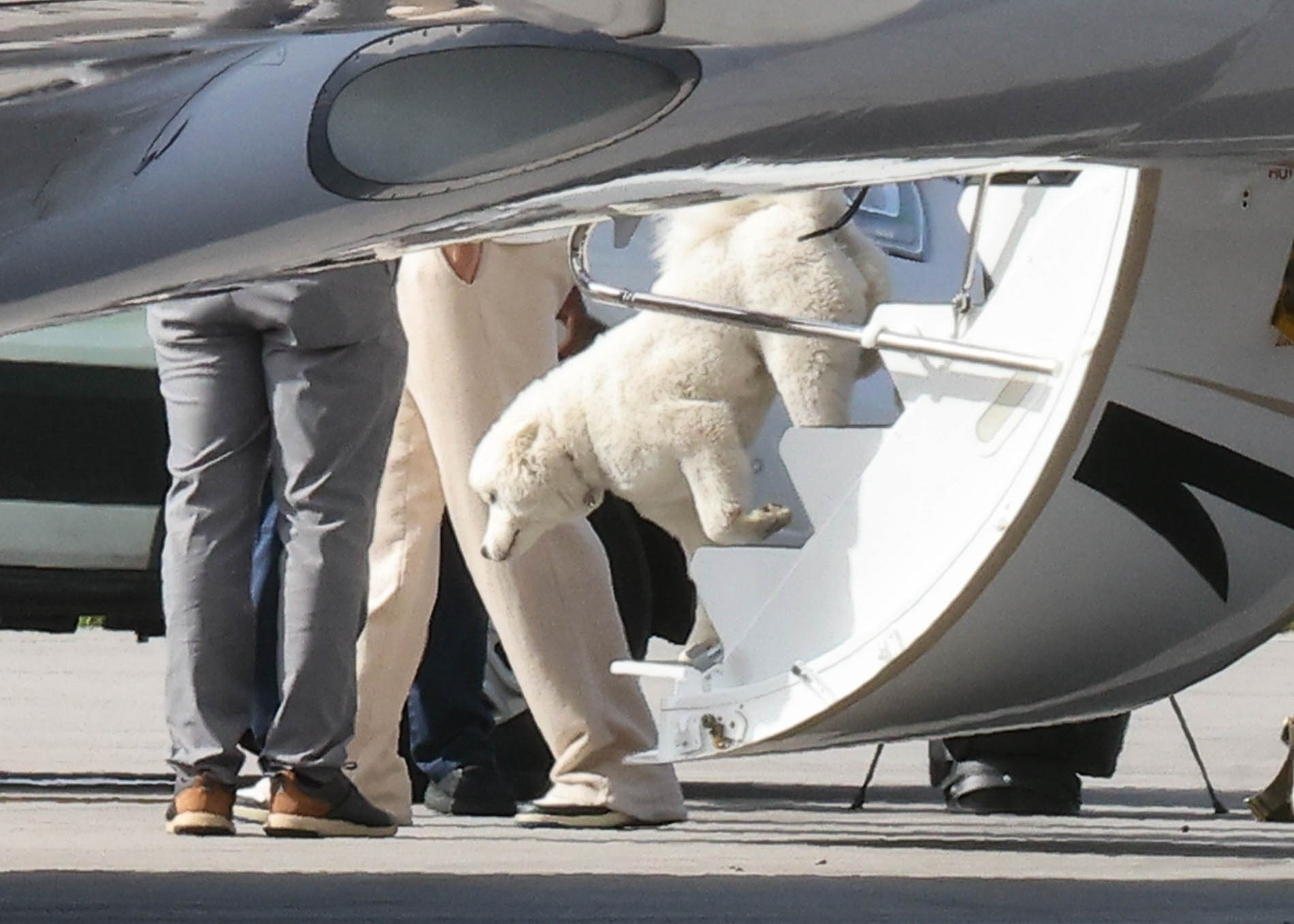 Taylor Swift and Travis Kelce's dog, a Samoyed, exiting a private jet.