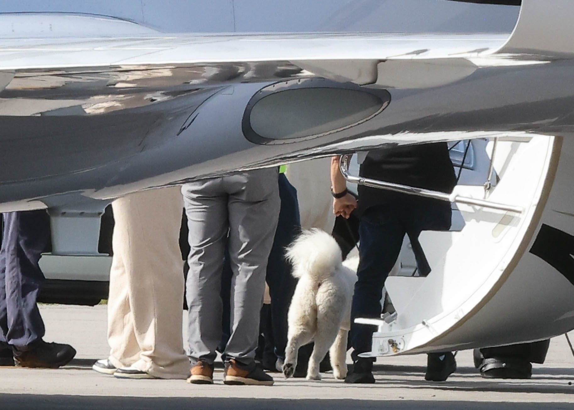 Travis Kelce and a fluffy white dog walk under the wing of a private plane.