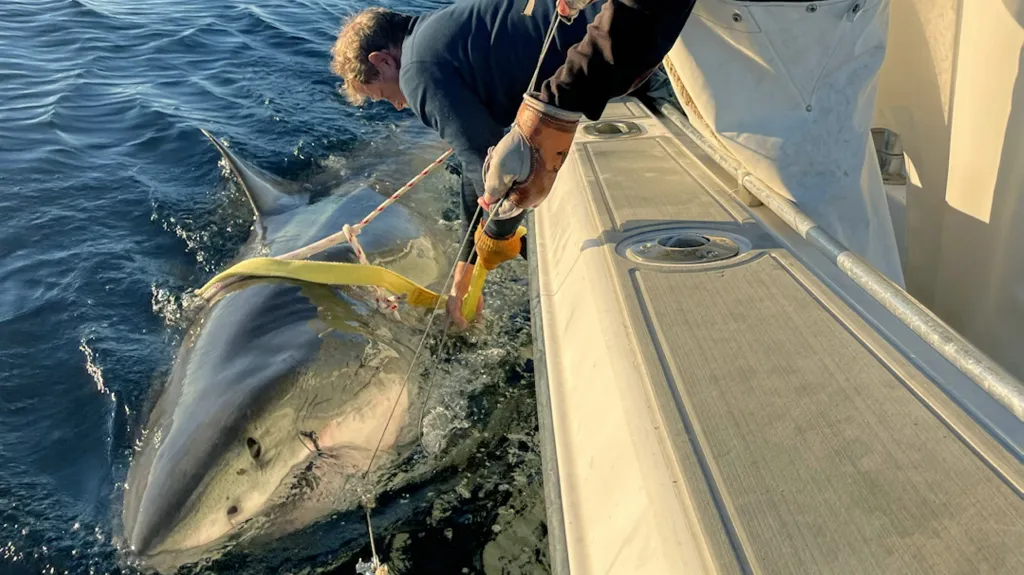 Contender the great white shark is studied by OCEARCH researchers in the Atlantic Ocean.