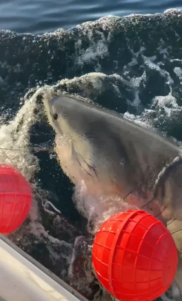 Weighing in at almost 1,700 pounds and measuring nearly 14 feet, his latest Z-ping went off on Thursday, June 25, according to OCEARCH's global shark tracker.