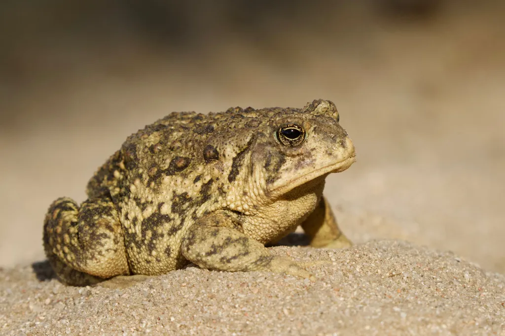 Woodhouse's toad (Anaxyrus woodhousii) in a natural sandy setting.