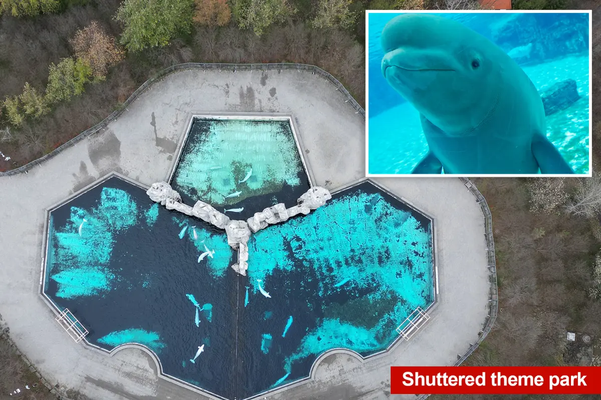 Down-to-the-wire rush to save 30 majestic beluga whales stuck at shuttered theme park since 2024