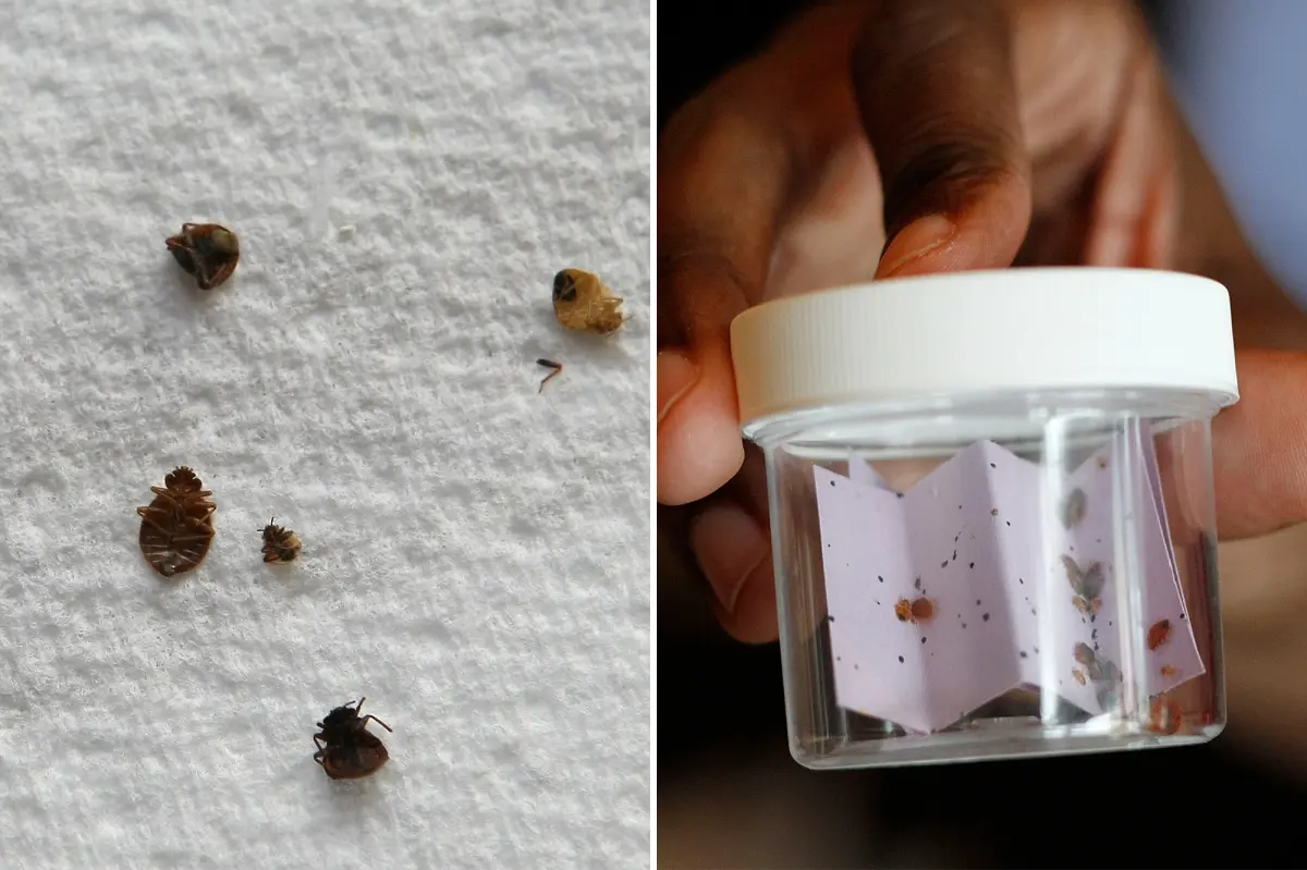 Chicago lands crown as bedbug capital of the US: report