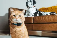 A cat and dog wearing AI powered collars.