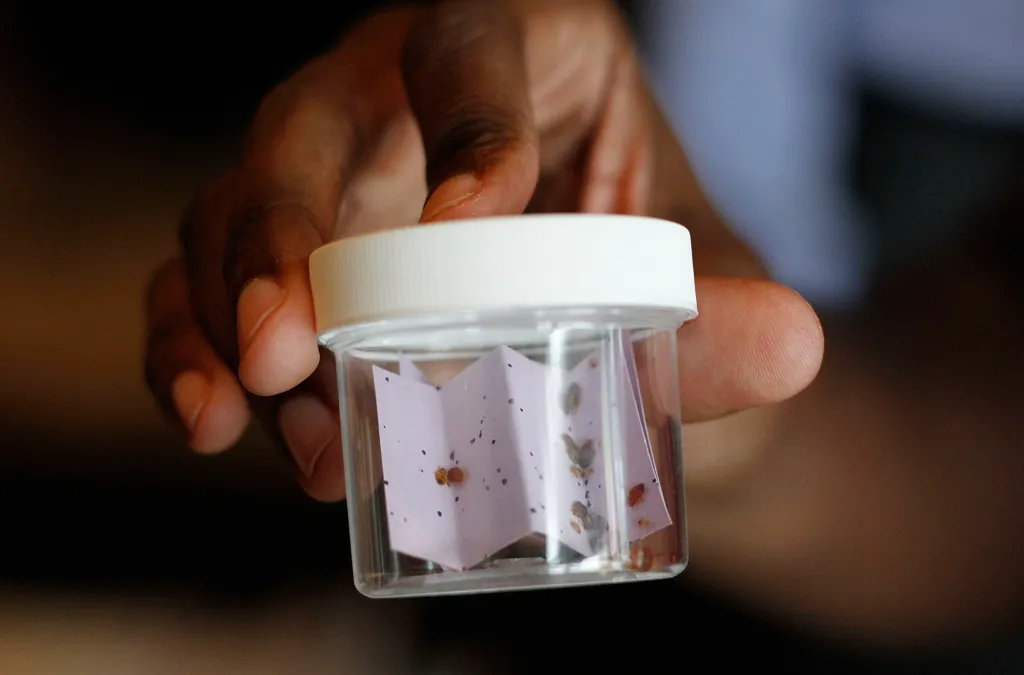 A person holding a clear plastic container filled with bed bugs and their droppings on a folded piece of paper.