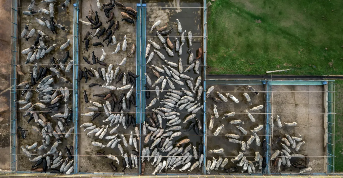 Leather is not an innocent byproduct of the meat industry