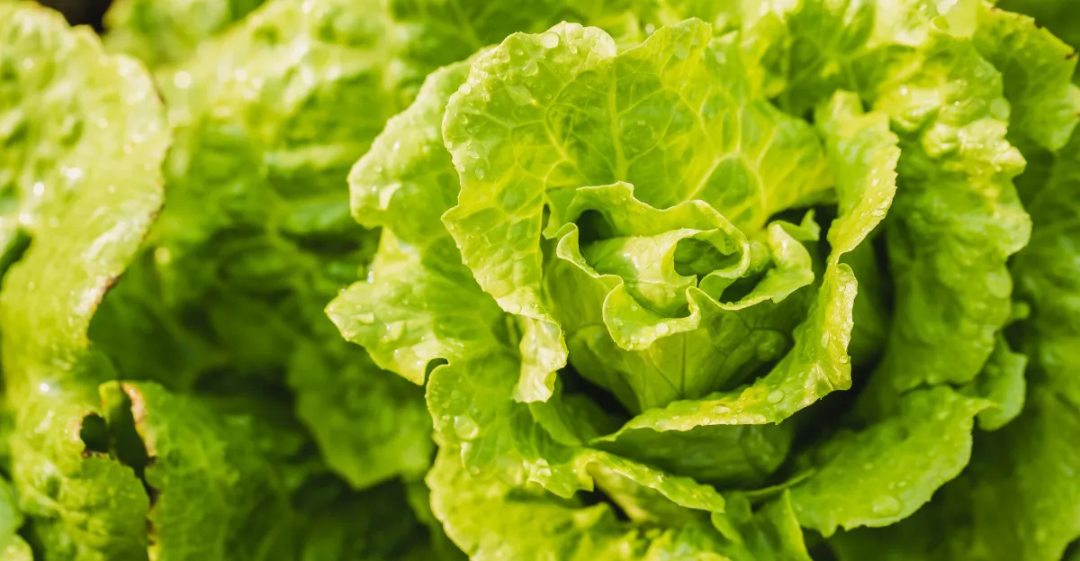So is the lettuce bad or not?