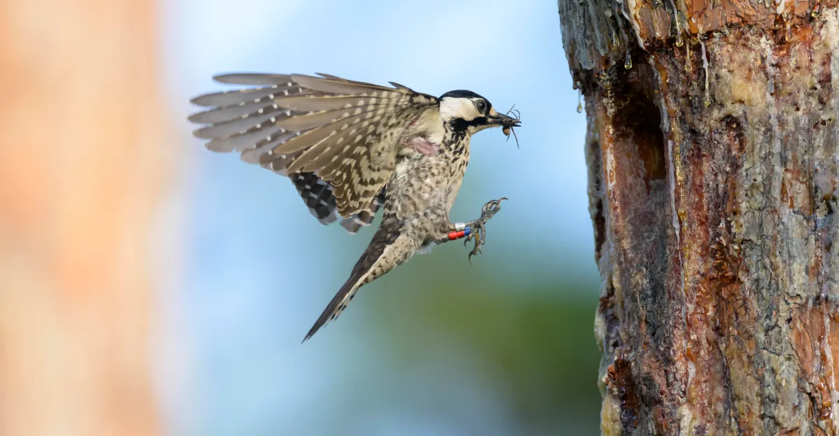 It’s no longer illegal to destroy the one thing endangered species need most to survive