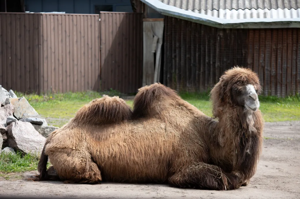A two-humped camel lying down on the ground, with a building and fence in the background.