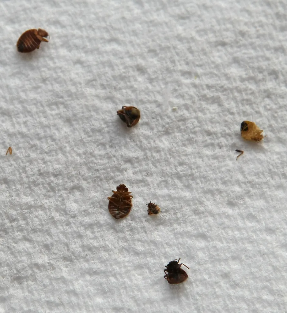 Several bed bugs and a nymph on a white surface.