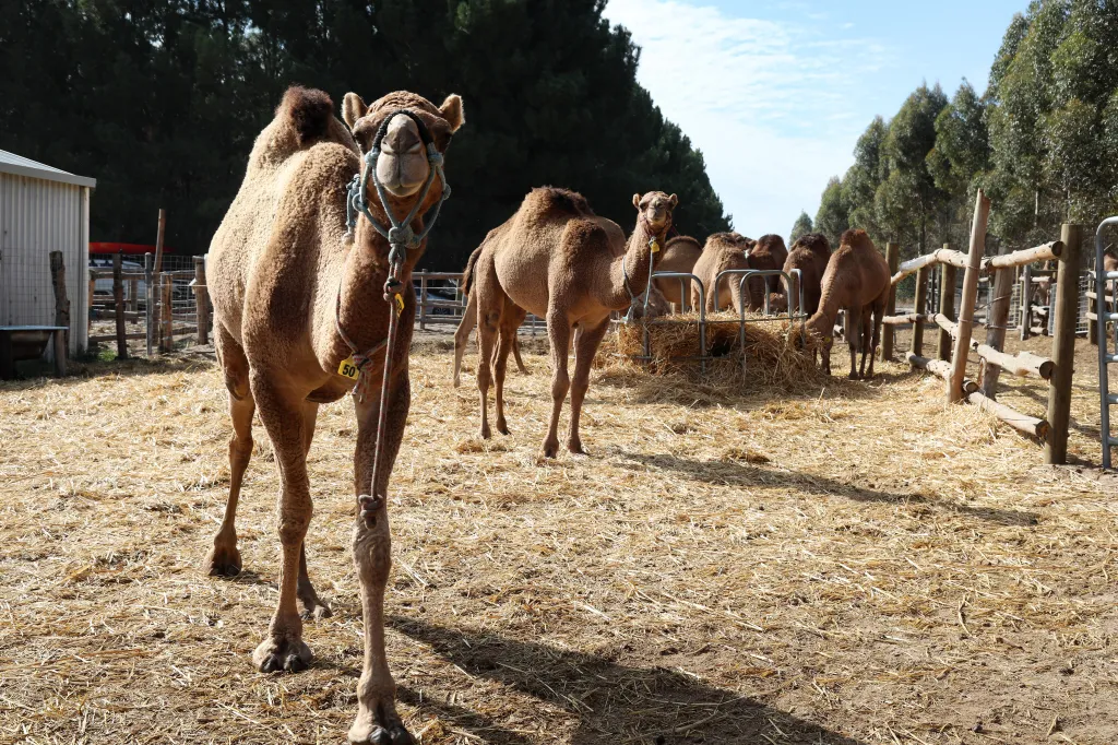 A herd of brown camels standing on hay in an enclosure, with one camel in the foreground wearing a blue halter.