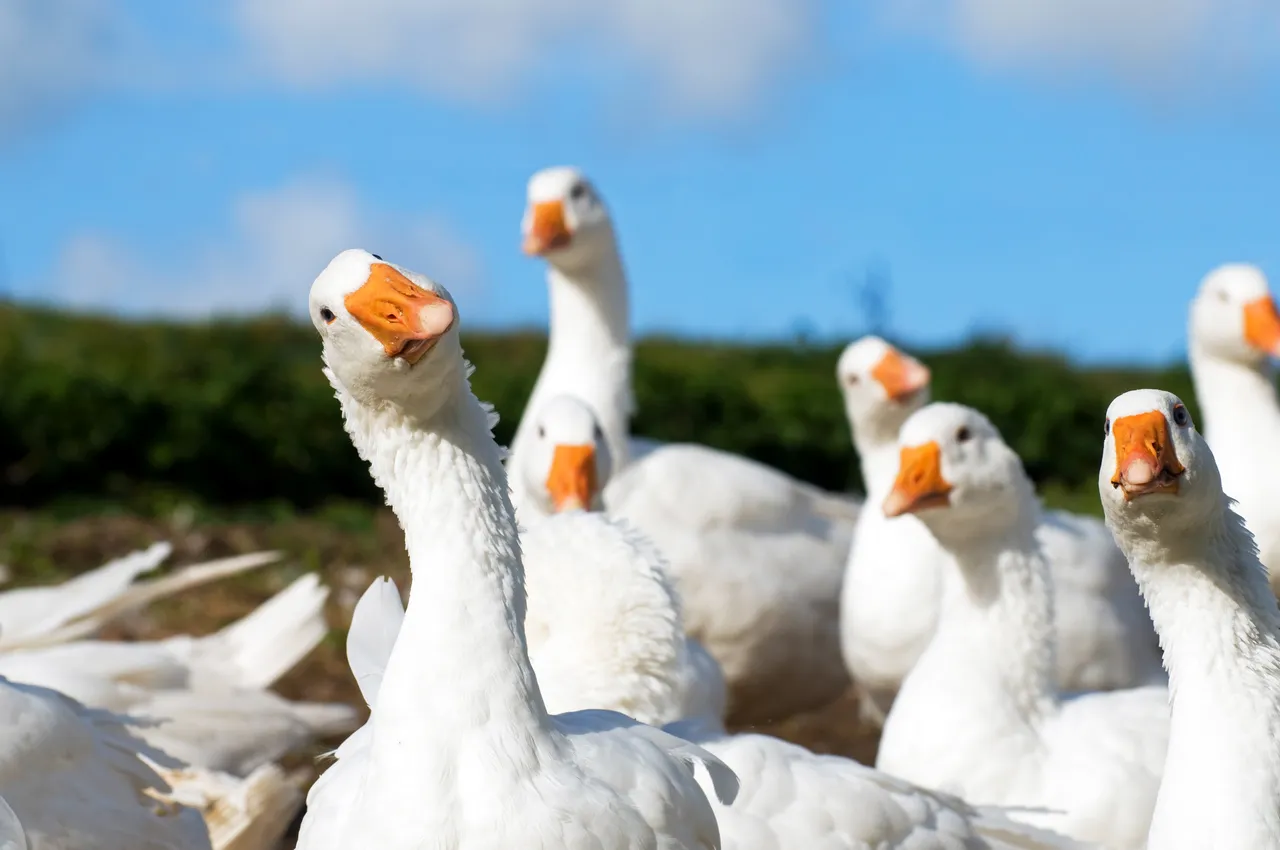 Goose, a New Gay Dating App, Appears to Be a Psyop