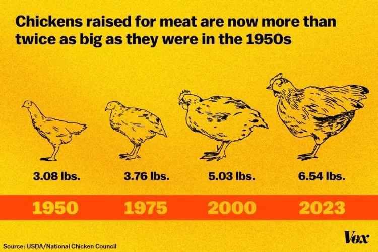 An infographic showing how chickens have been bred to grow progressively bigger since the 1950s. It shows how chickens were bred to grow to 3 pounds in 1950, 3.76 pounds in 1975, 5 pounds in 2000, and 6.5 pounds in 2023. An infographic showing how chickens have been bred to grow progressively bigger since the 1950s. It shows how chickens were bred to grow to 3 pounds in 1950, 3.76 pounds in 1975, 5 pounds in 2000, and 6.5 pounds in 2023.